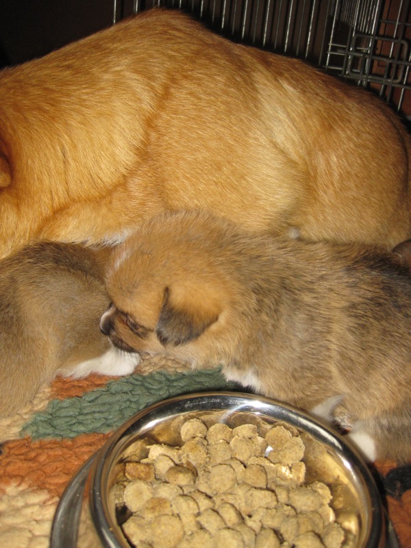 Puppies